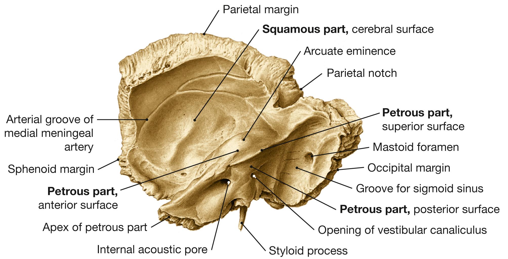 Fig. 10.8, Temporal bone, right side; inner aspect.