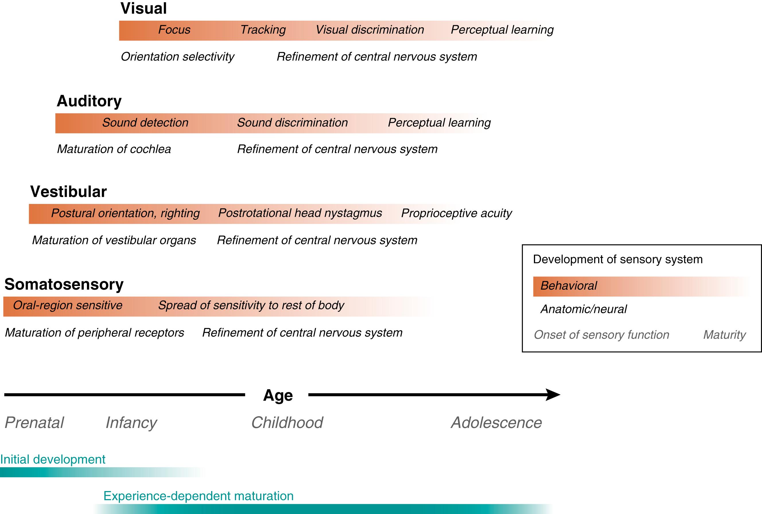 Fig. 135.1, The ontogenetic sequence of development of four sensory systems.