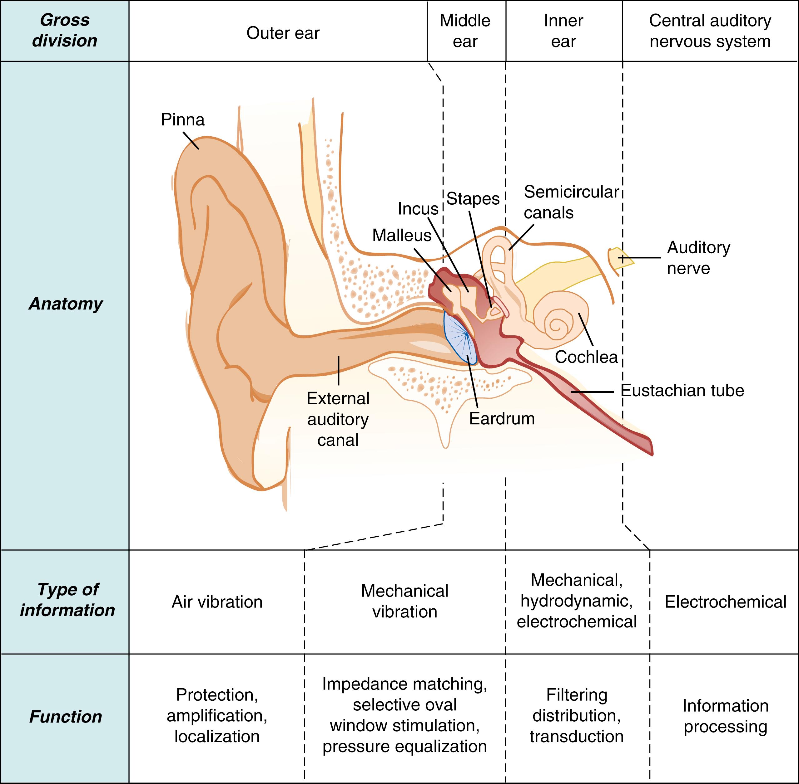 Fig. 135.2, Cross-section of the human ear, showing the external, middle, and inner ear and the major functions of each subdivision.