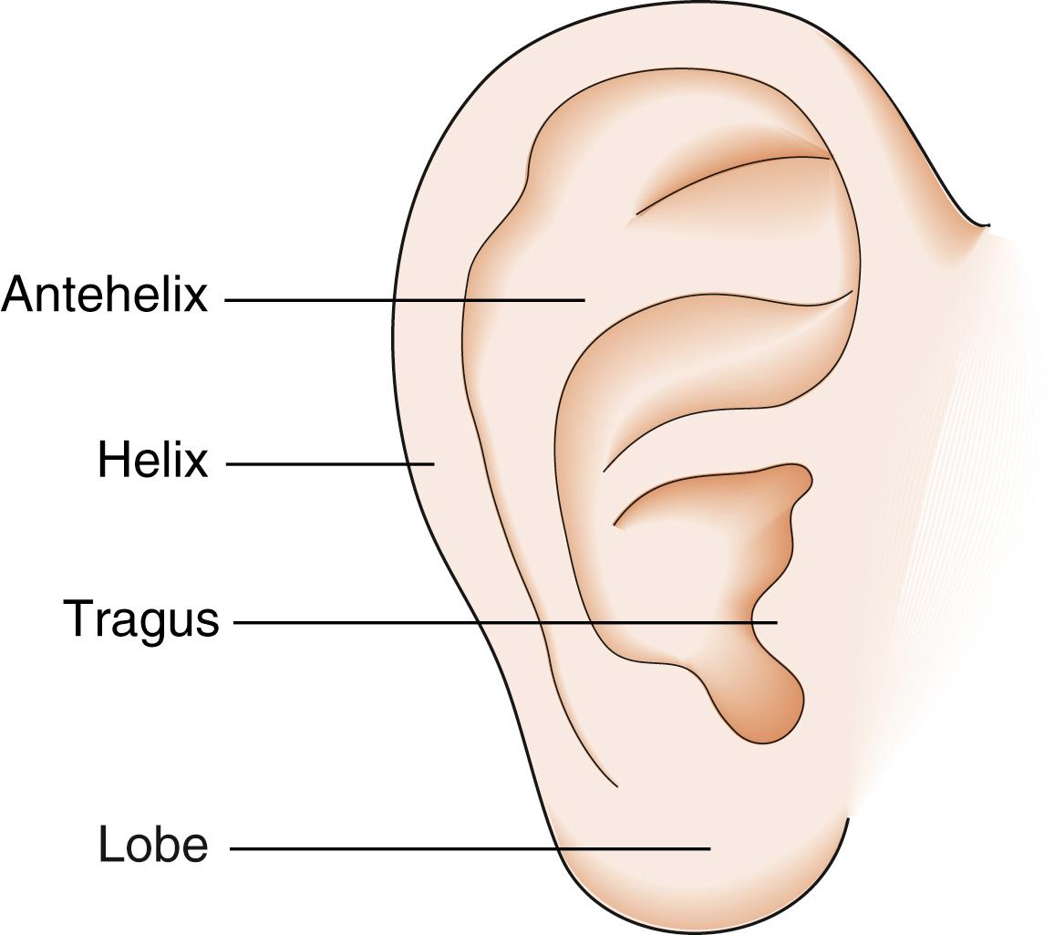 Fig. 27.1, Anatomy of the pinna.