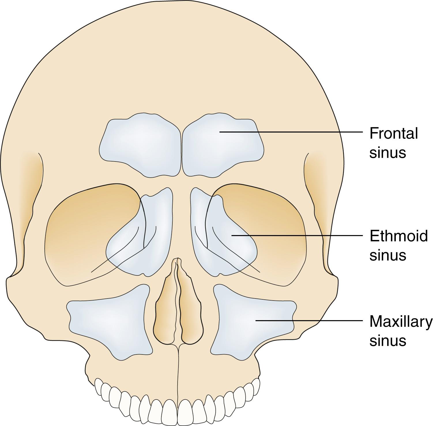 Fig. 27.14, Anatomy of the paranasal sinuses.