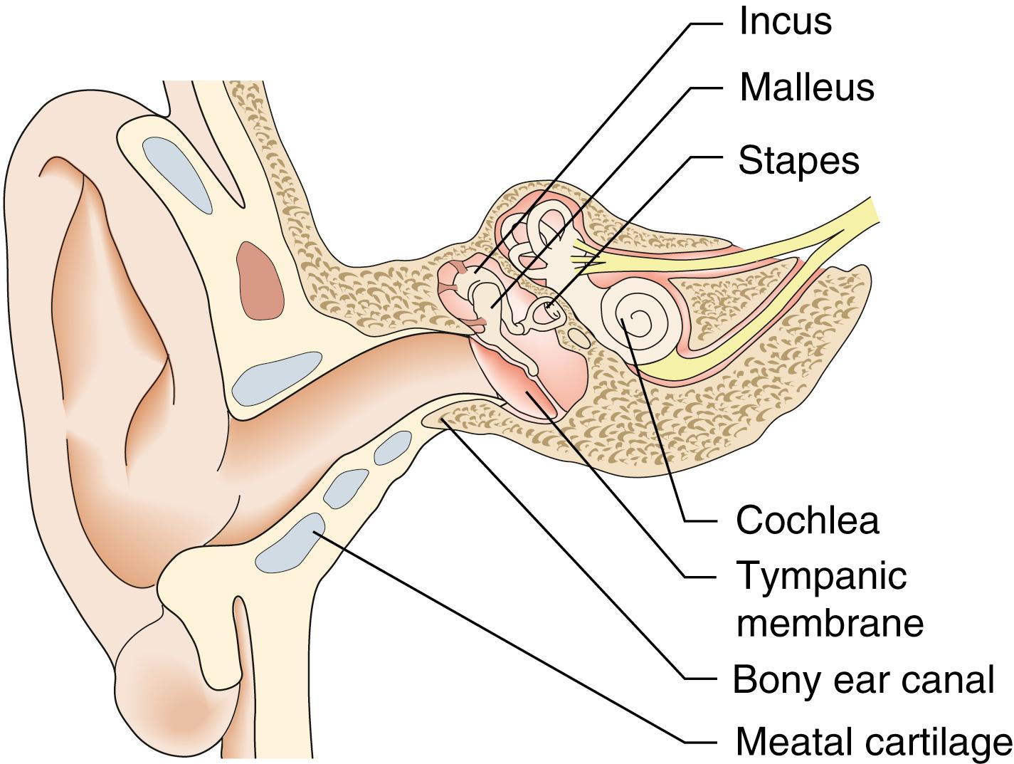 Fig. 27.2, Anatomy of the ear.