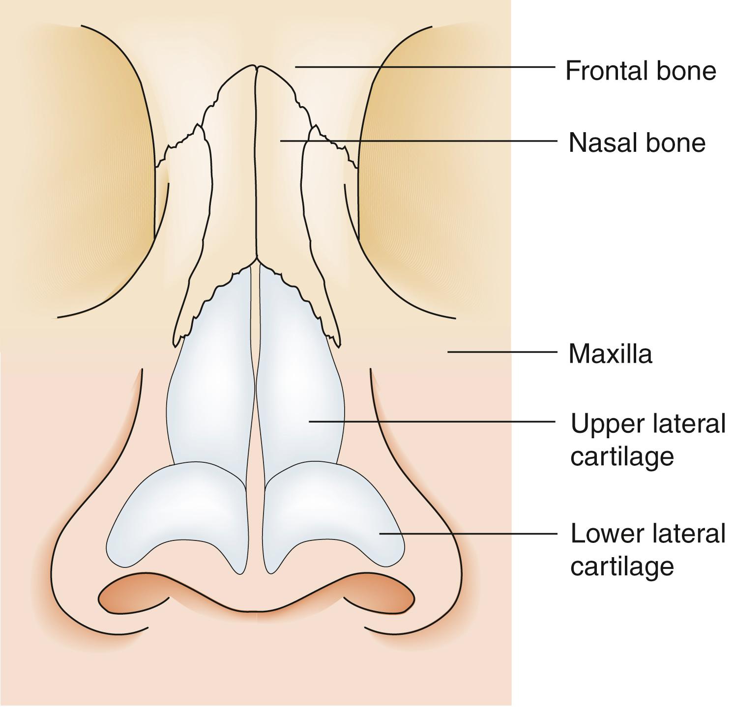 Fig. 27.8, Anatomy of the nasal skeleton.