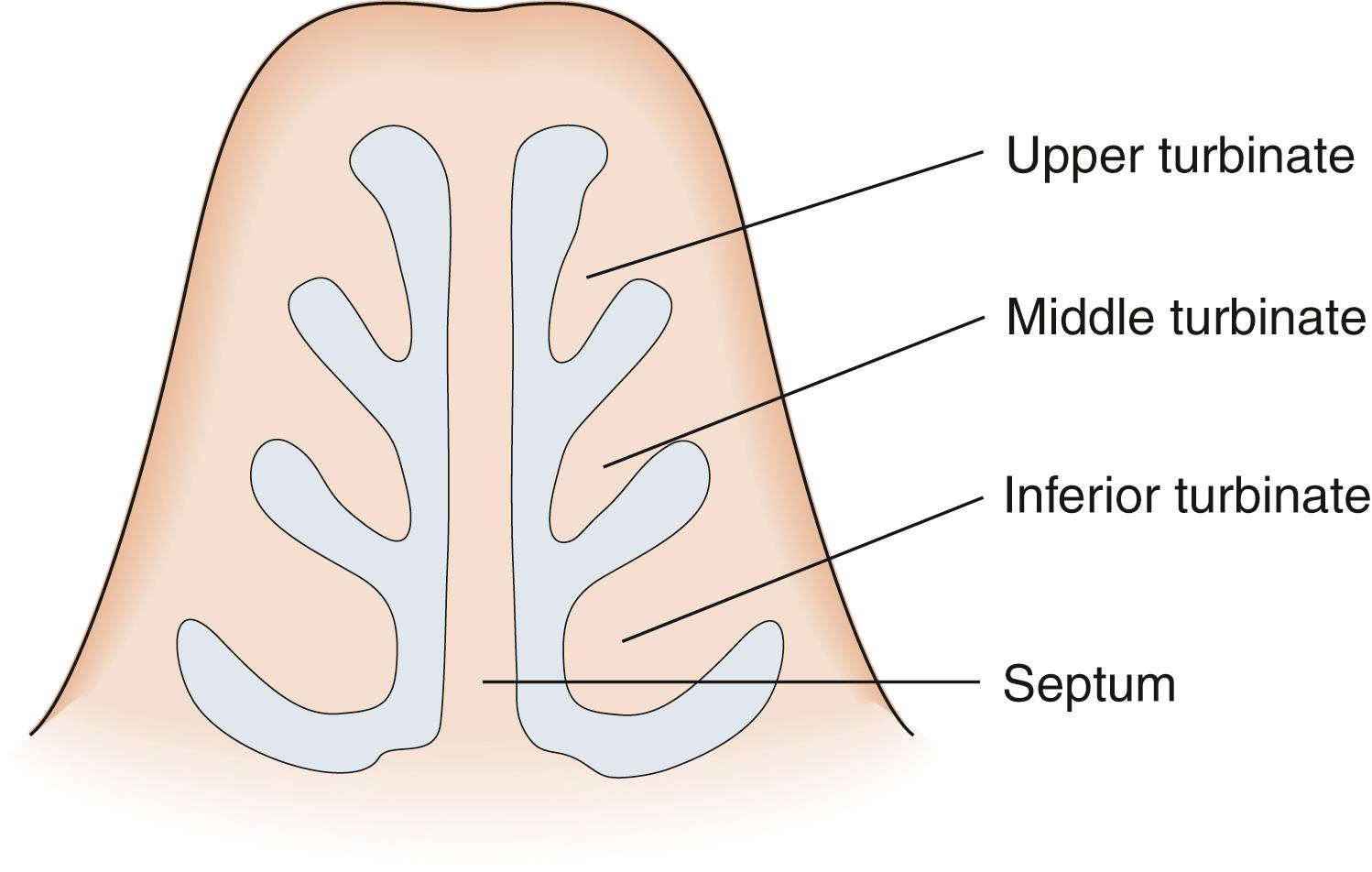 Fig. 27.9, Anatomy of the nasal cavity.