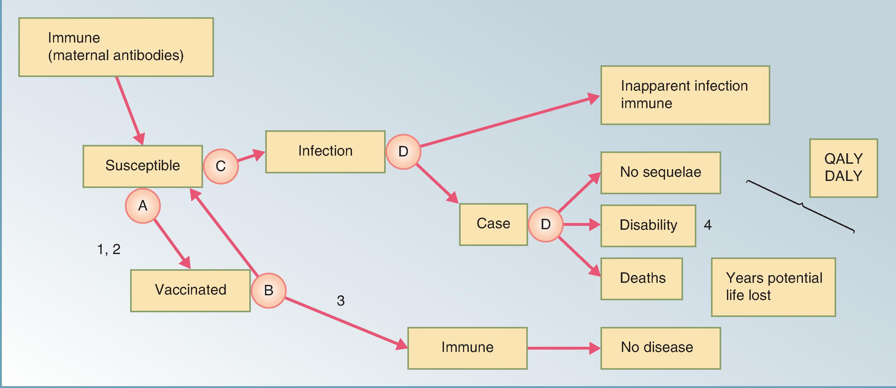 Fig. 79.1, Simplified schematic of compartmental model of infectious disease transmission with a vaccine-preventable strategy. Each of the boxes represents a particular immunologic state of a vaccine-preventable disease. Assuming all persons are susceptible to infection after birth (following maternal antibody protection), there are variable probabilities for passage into another immunological state throughout the person’s lifetime. These probabilities can be quantified to model the impact of a vaccination program on a birth cohort followed throughout life to quantify disease burden. (A) Vaccination coverage rate (age specific and by dose). (B) Vaccine efficacy by dose (effectiveness more relevant to account for herd effect). (C) Age-specific force of infection. (D) Probabilities of progression to each outcome state. (1) A screening program could be added here to help target vaccination efforts. (2) Adverse event probabilities could be added here. (3) Dose and possibly time dependent. (4) Any number of mutually exclusive outcome states could be added here.