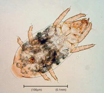 Fig. 5.1, Male Thyreophagus entomophagus .