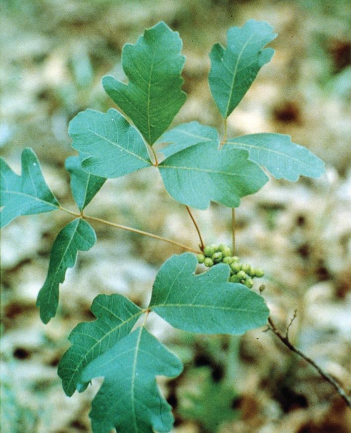 Fig. 2.11, Poison ivy plant. Note the leaves of three and small berries.