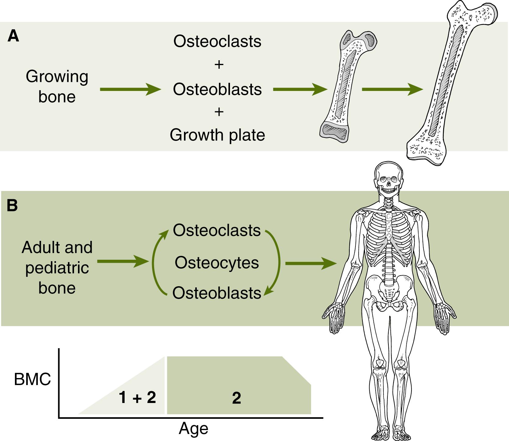 Fig. 91.1, Differences in skeletal development between adults and children. (A) Bone modeling: In children, the activity of the growth plate is responsible for longitudinal growth. Osteoblasts and osteoclasts act on different bone surfaces at the same time to produce periosteal apposition of bone, enlargement of the bone marrow cavity, and reshaping of metaphyses in long bones. (B) Bone remodeling: This process occurs in both adults and children. In response to bone senescence, microdamage or mechanical forces, osteoclasts resorb bone, and osteoblasts then repair bone by laying down new bone matrix. Osteocytes direct bone remodeling. Lower Panel : Peak bone mass is achieved in the early part of the third decade of life. After a period of stability, bone mass is lost over time.
