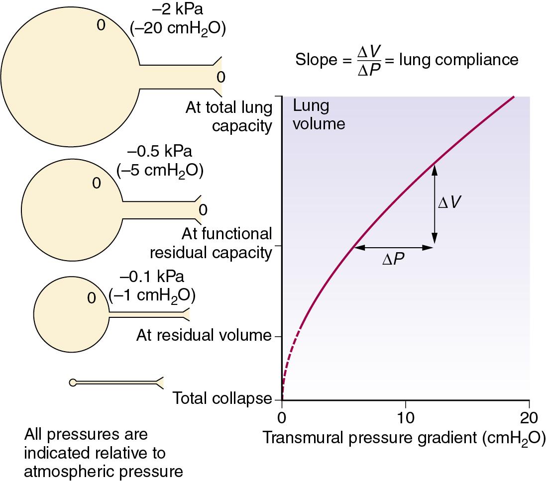 • Fig. 2.3, Relationship between lung volume and the difference in pressure between the alveoli and the intrathoracic space (transmural pressure gradient). The relationship is almost linear over the normal tidal volume range. The calibre of small air passages decreases in parallel with alveolar volume. Airways begin to close at the closing capacity, and there is widespread airway closure at residual volume. Values in the diagram relate to the upright position and to decreasing pressure. The opening pressure of a closed alveolus is not shown.