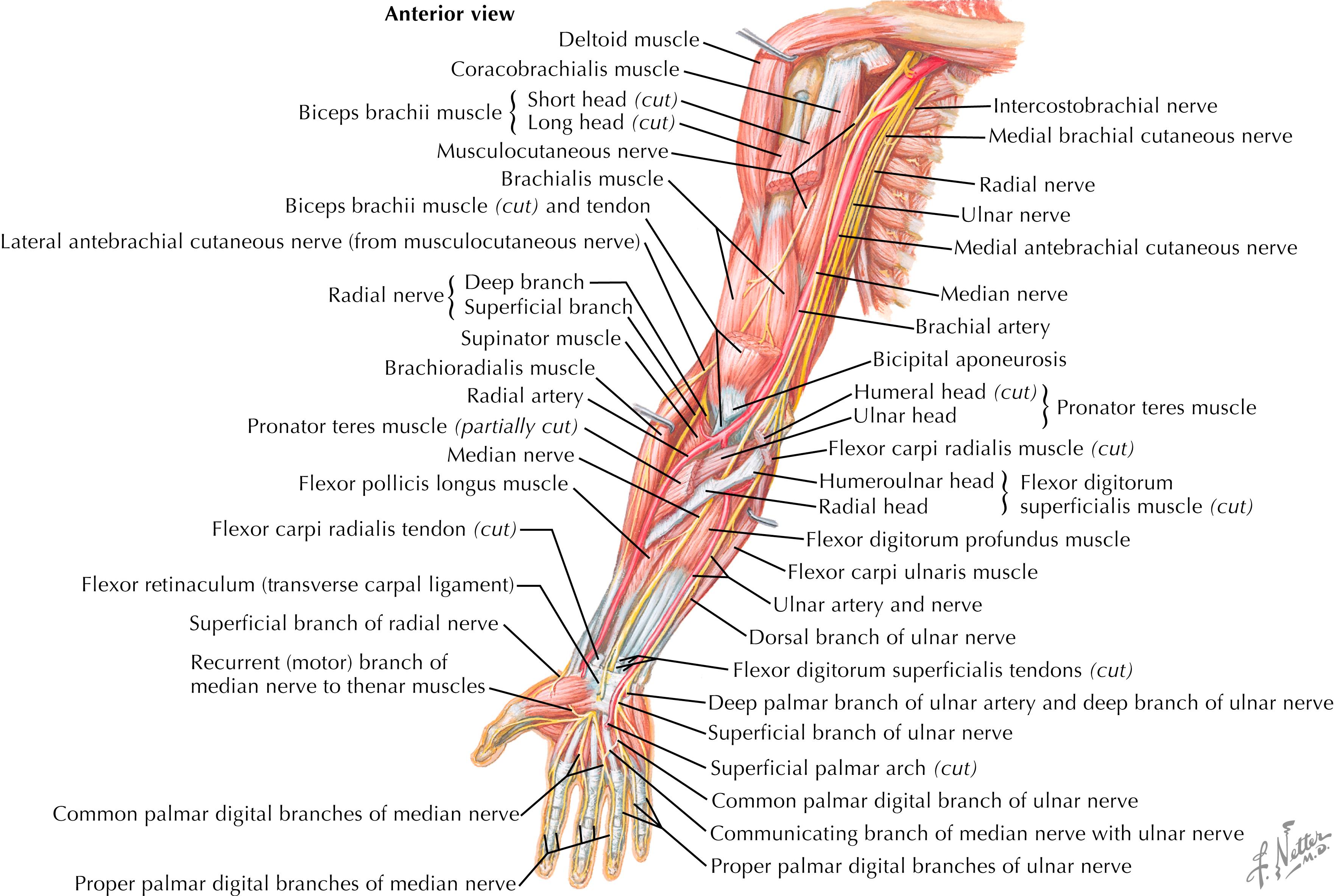 Figure 50.2, Nerves of the upper extremity.