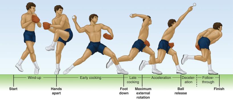 Fig. 64.1, The six phases of the overhead-throwing cycle.