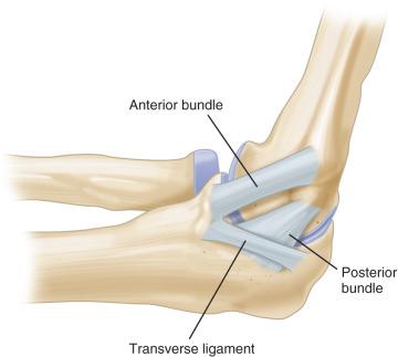 Fig. 64.8, Ulnar collateral ligament anatomy.