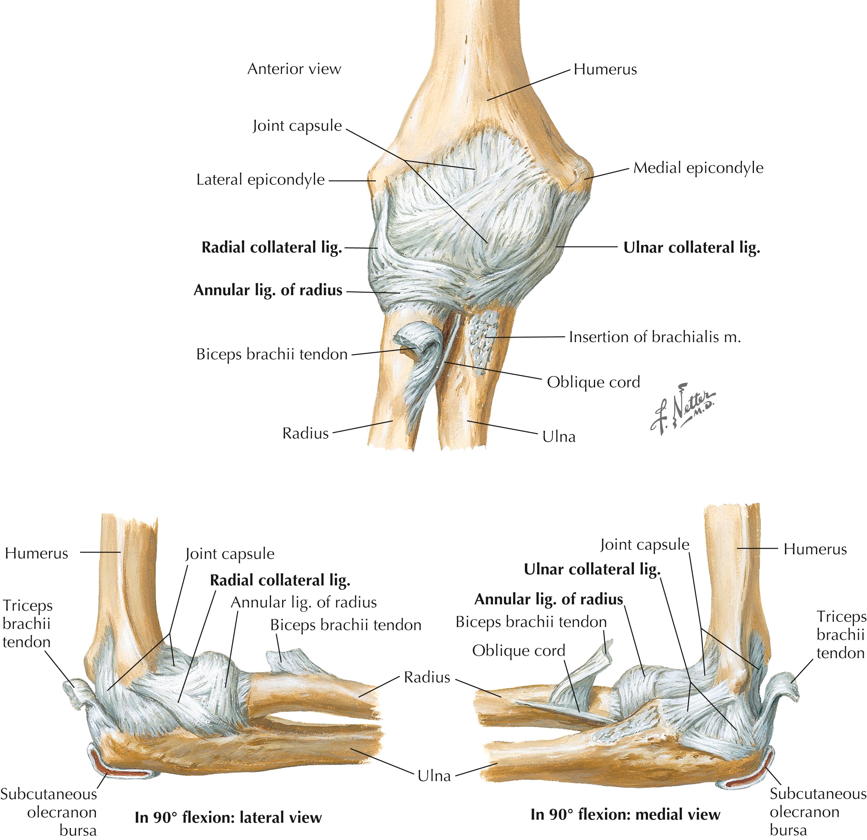 Figure 10-3, Ligaments of the elbow.