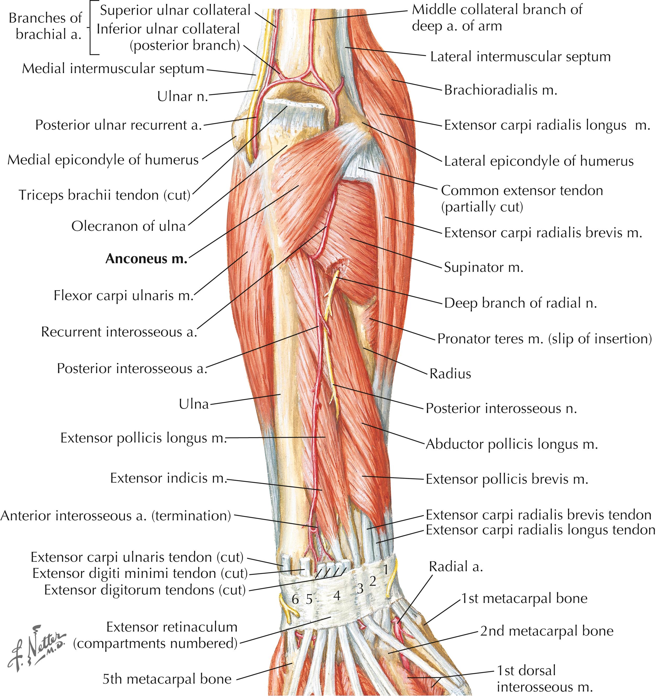 Figure 10-5, Muscles of forearm: posterior view.