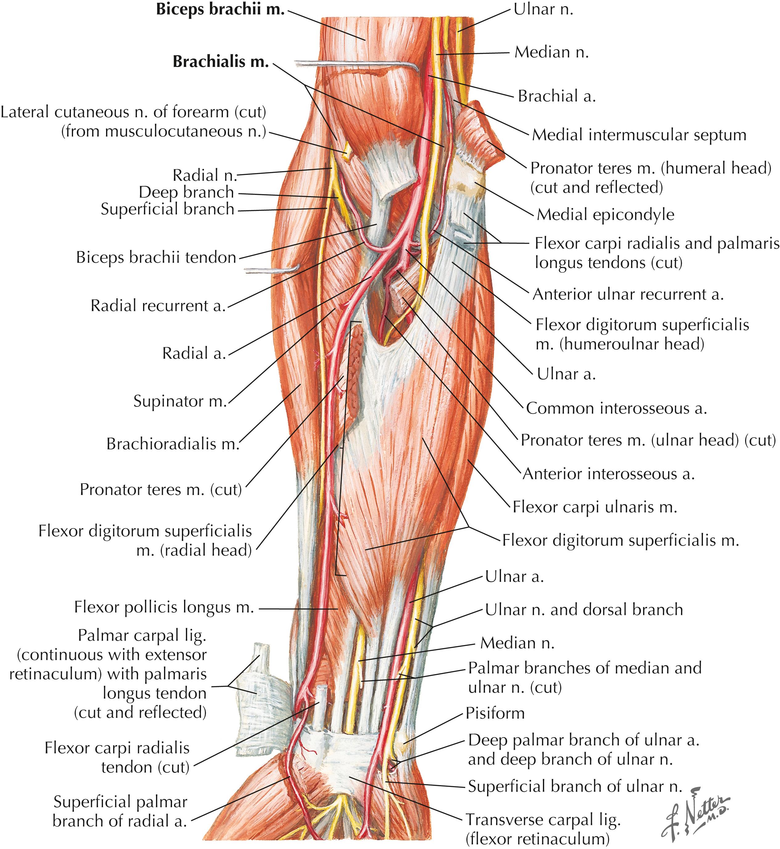 Figure 10-6, Muscles of forearm: anterior view.
