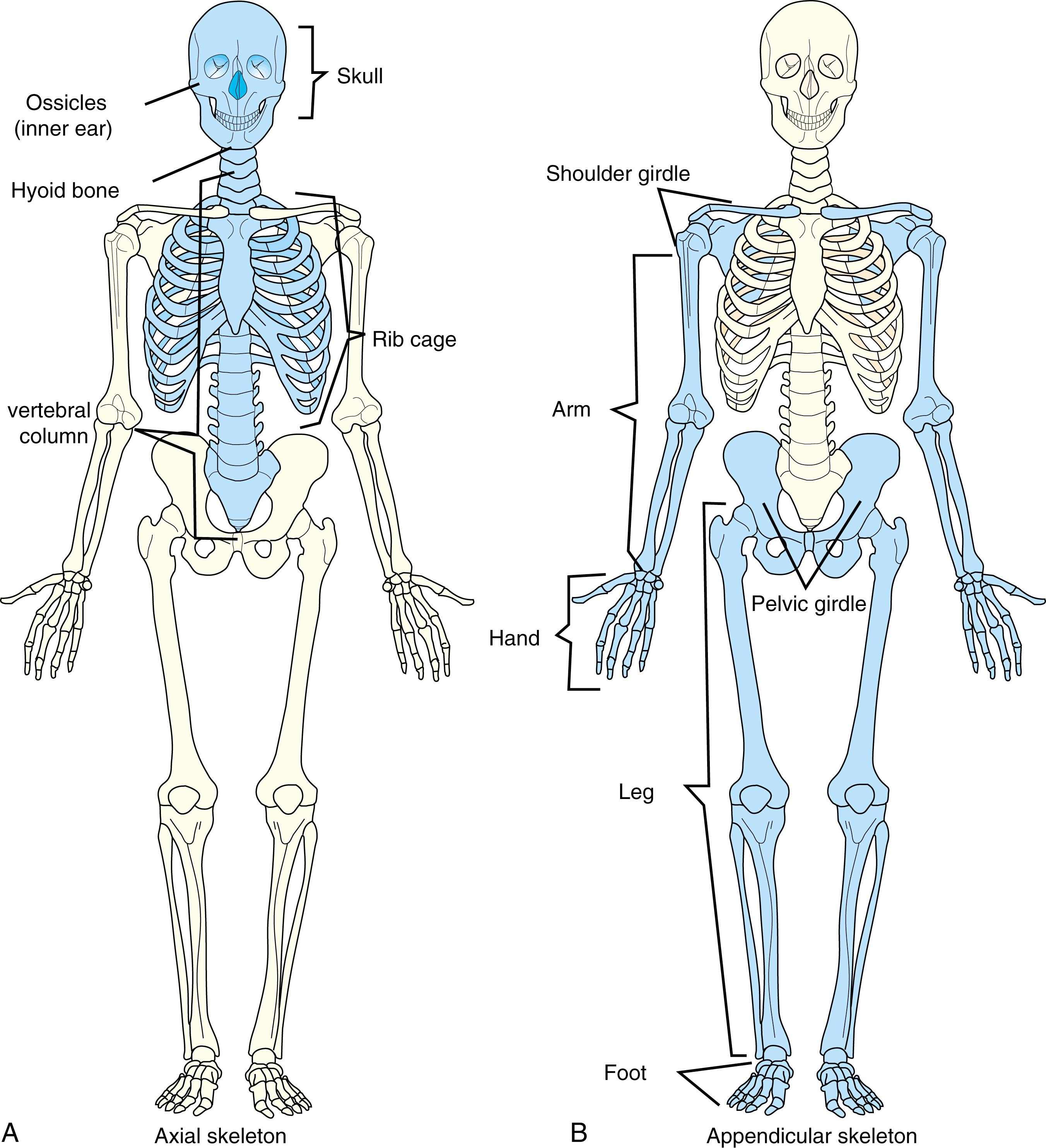 Fig. 11.1, The adult human skeleton consists of 206 bones; the axial skeleton comprises 80 bones (A) and the appendicular skeleton 126 bones (B) . Unlike the axial skeleton, the appendicular skeleton is unfused, thus allowing for a greater range of movement.