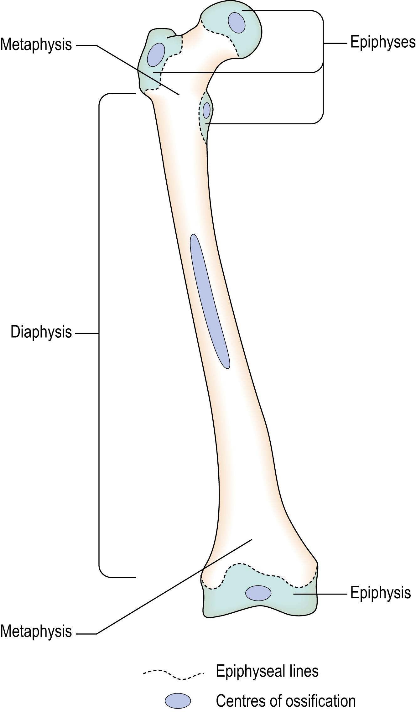 Fig. 11.2, Structure of a Long Bone.