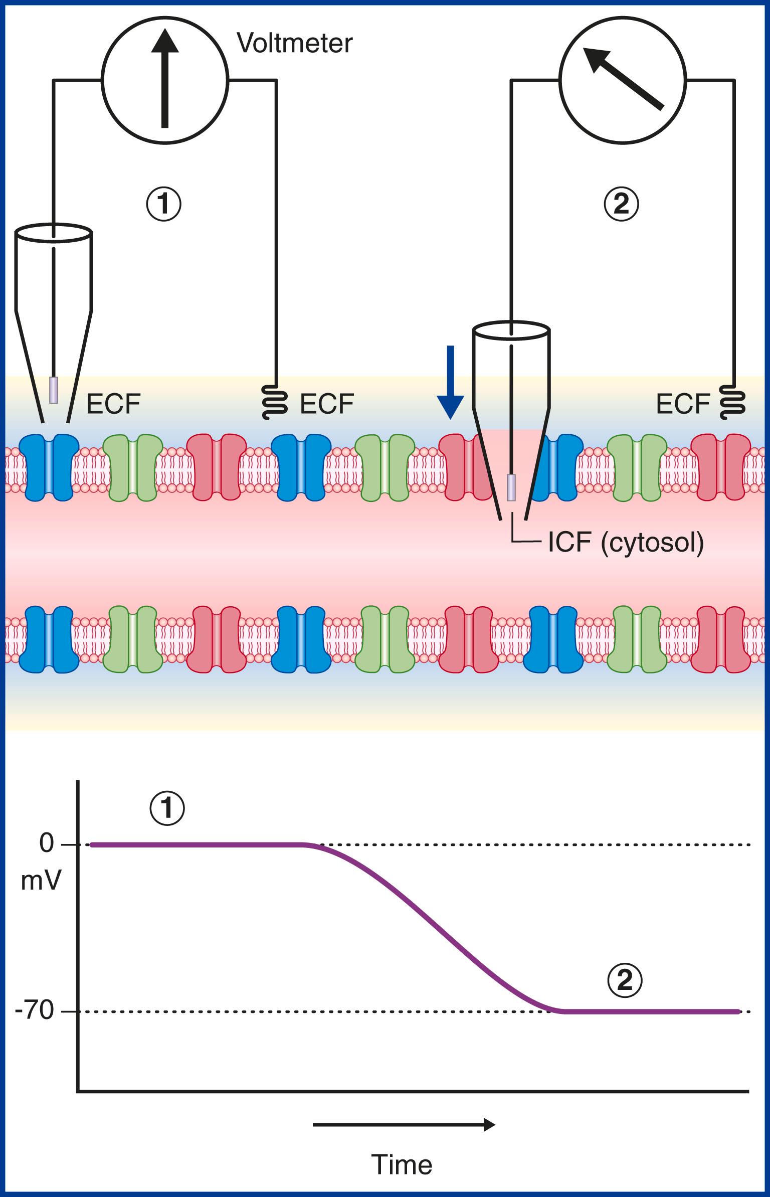 Fig. 7.3, The resting membrane potential. (1) The two electrodes of a voltmeter are inserted into the extracellular fluid (ECF) surrounding an axon. The left electrode tip occupies a micropipette. There is no voltage difference registering, hence the zero value in the record below. (2) The pipette has been lowered (arrow) , puncturing the plasma membrane to sample the intracellular fluid (ICF) immediately beneath. A voltage difference of −70 mV is recorded.