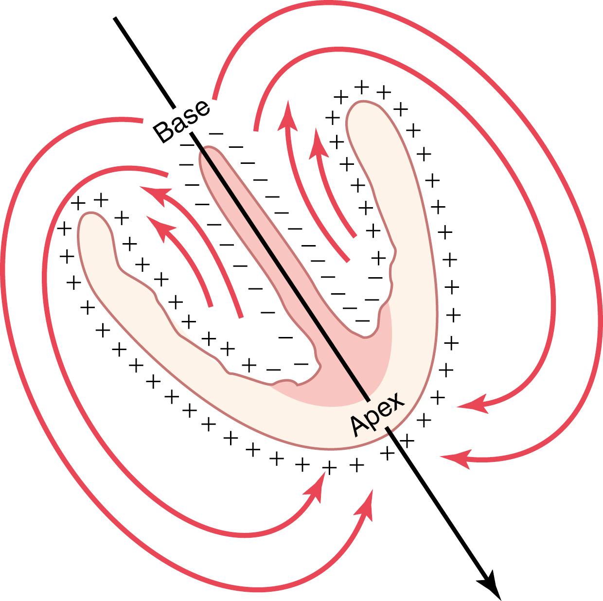 Figure 12-1, Mean vector through the partially depolarized ventricles goes from the base of the left ventricle towards the apex.