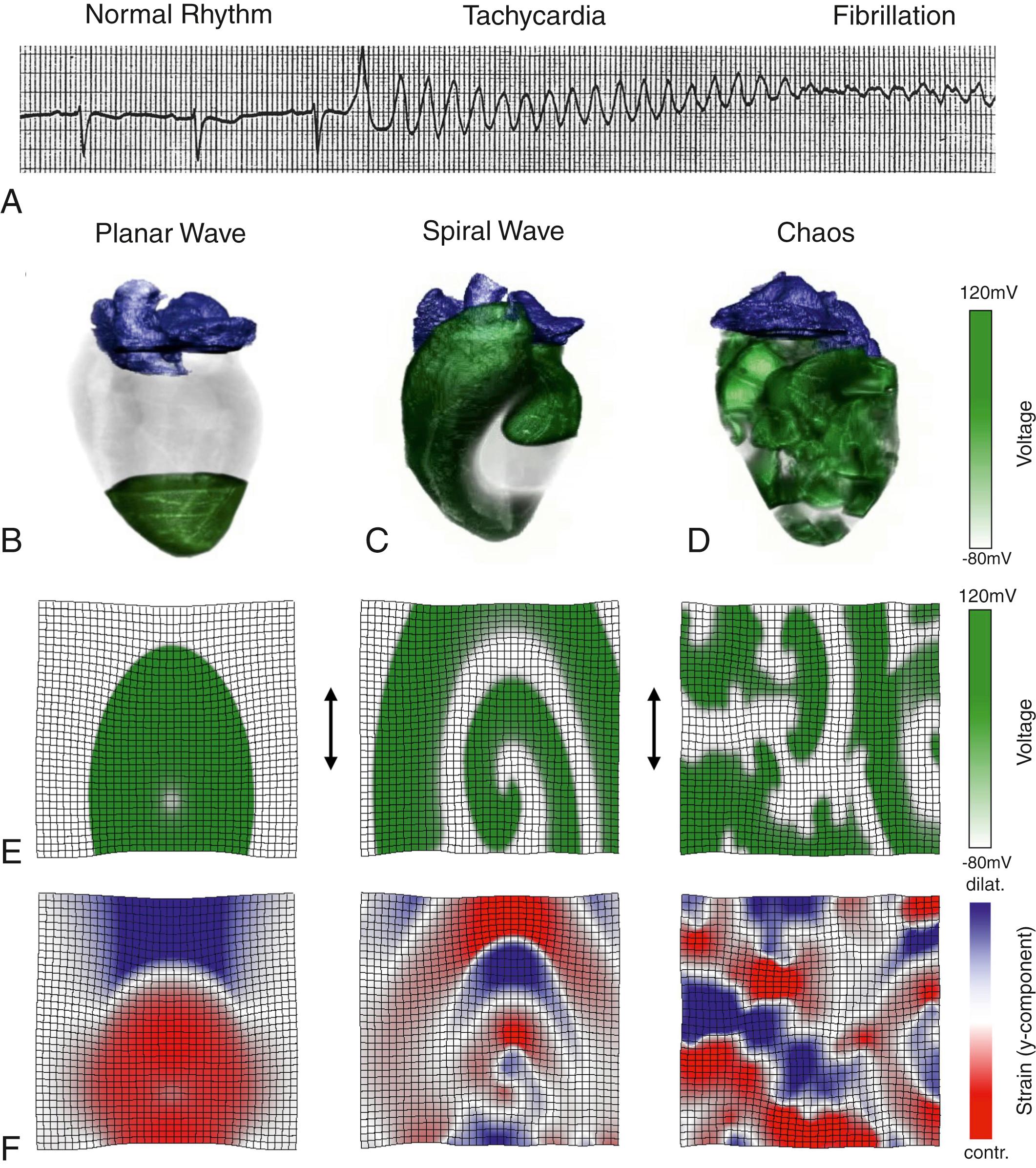 Fig. 37.1, Electromechanical waves in the heart.