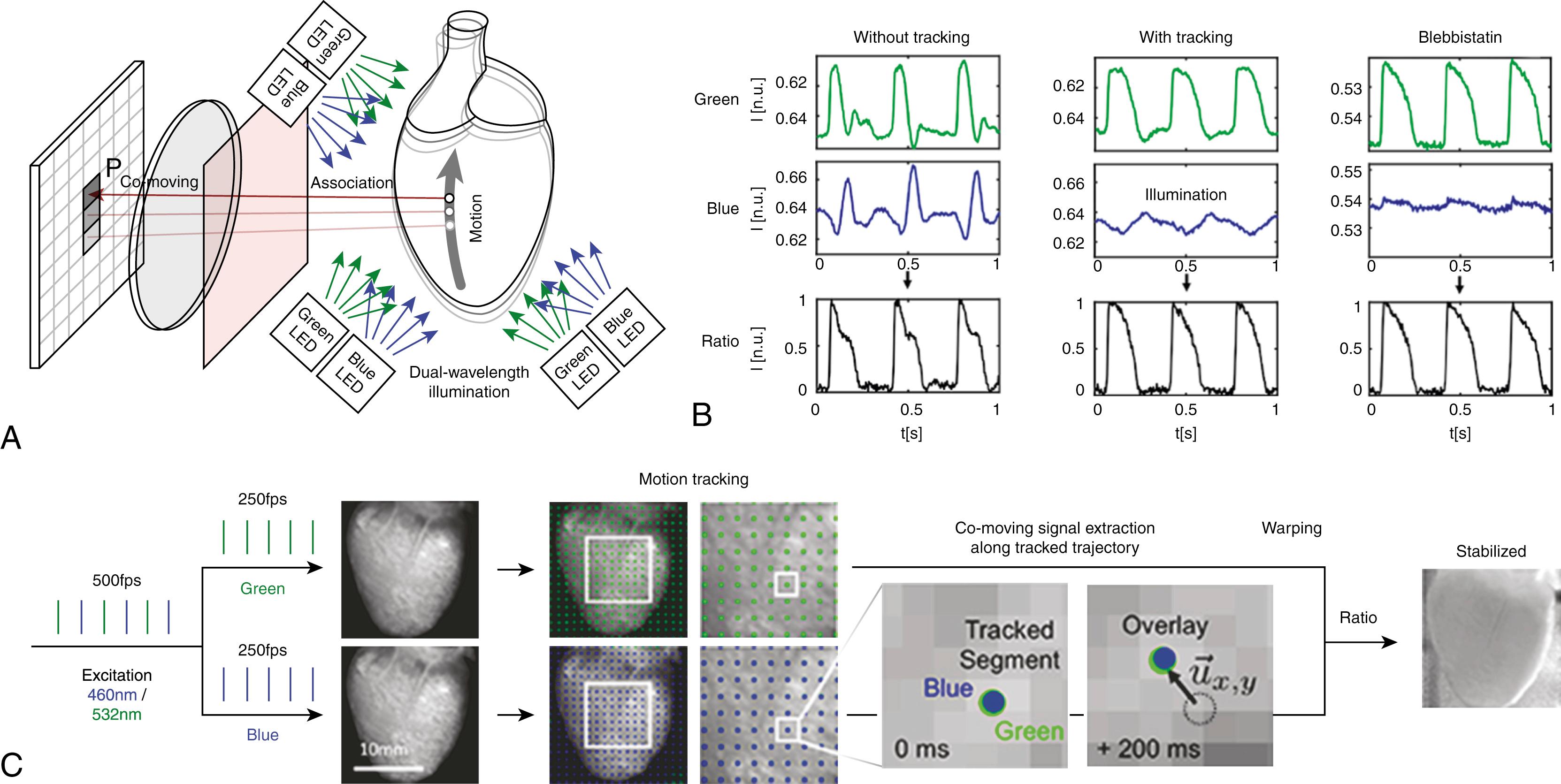 Fig. 37.3, Optical mapping of contracting hearts using two-dimensional motion tracking and ratiometric imaging.