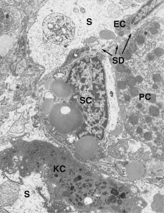 Fig. 17.5, Normal human liver.