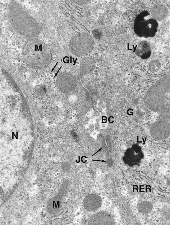 Fig. 17.6, Normal human liver.