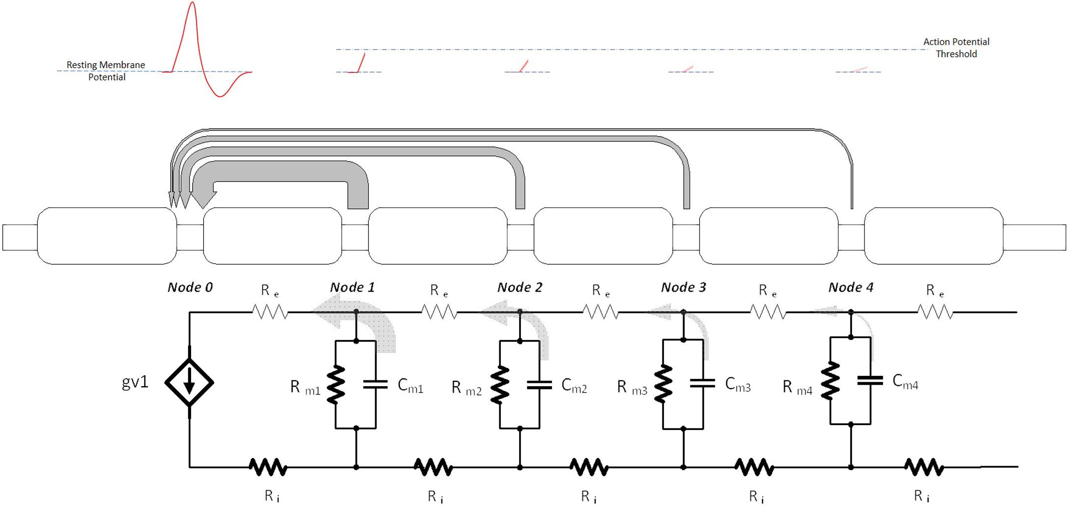 Figure 9.1, Activation of adjacent nodes in a Myelinated nerve fiber via driving currents from an action potential.