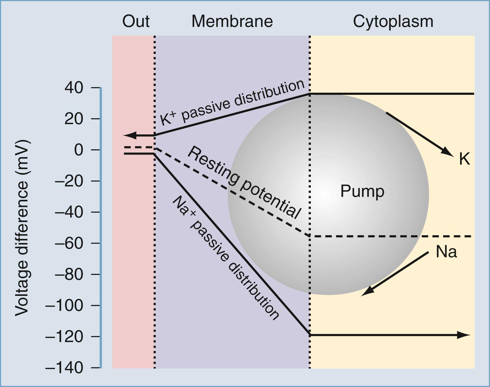 Figure 77.3, The maintenance of the neuronal resting membrane potential (RMP).