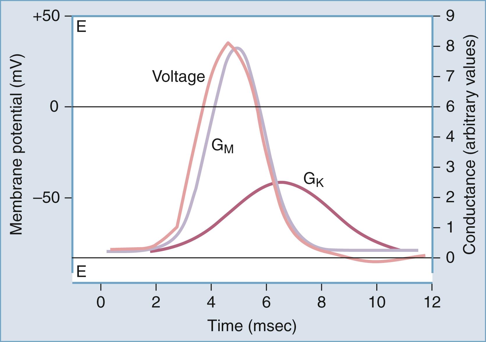 Figure 77.4, Conductance changes during action potential generation. G K, Conductance for potassium; G M , membrane conductance.