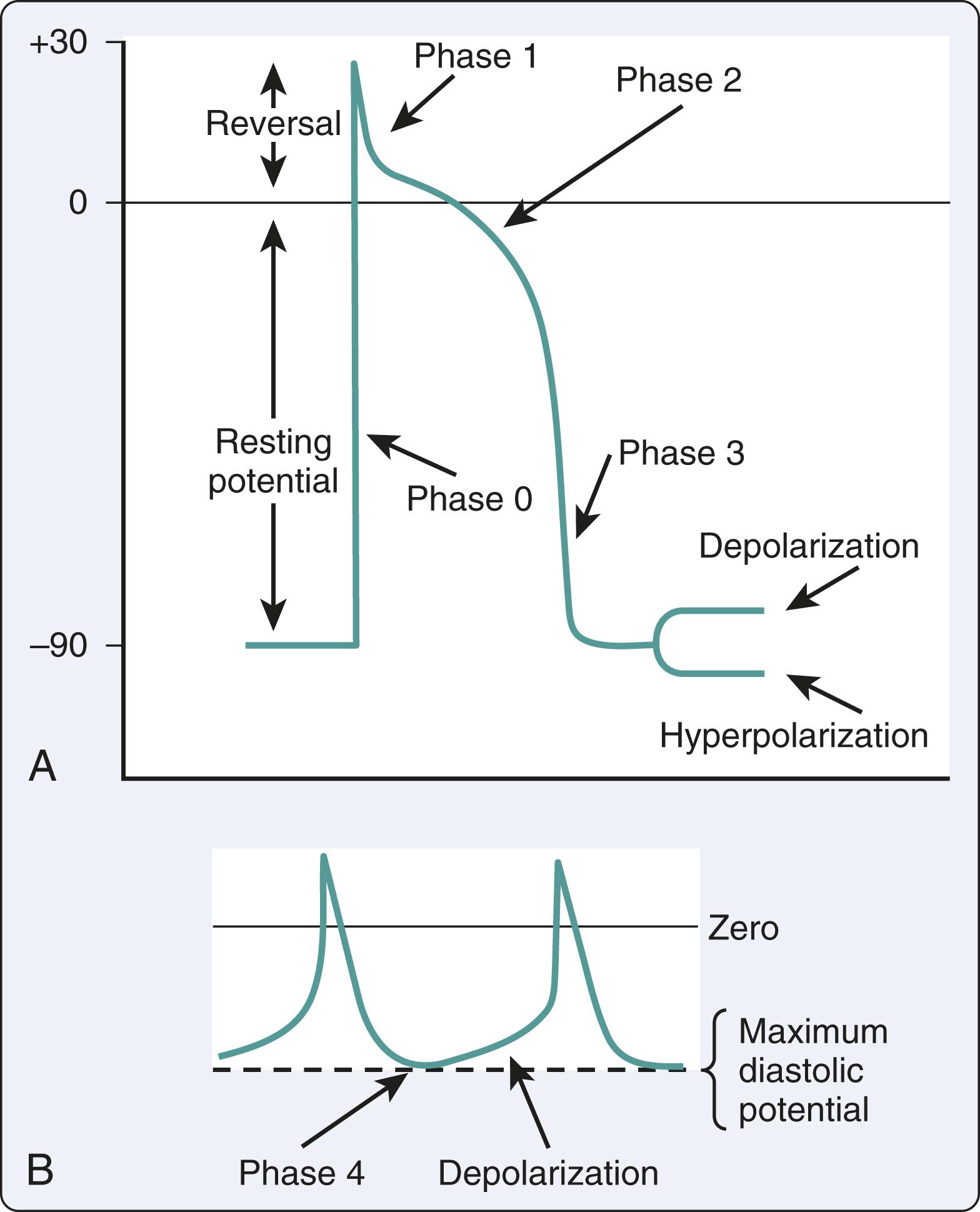 Figure 24.1, The action potential for fast-response and slow-response fibers. (A) Graph of the cardiac cellular action potential (in millivolts) of the fast-response fiber. (B) Graph of the action potential of slow-response fiber. The slow-response fiber is similar to that found in the sinoatrial node but lacks the rapid upstroke of phase 0 .