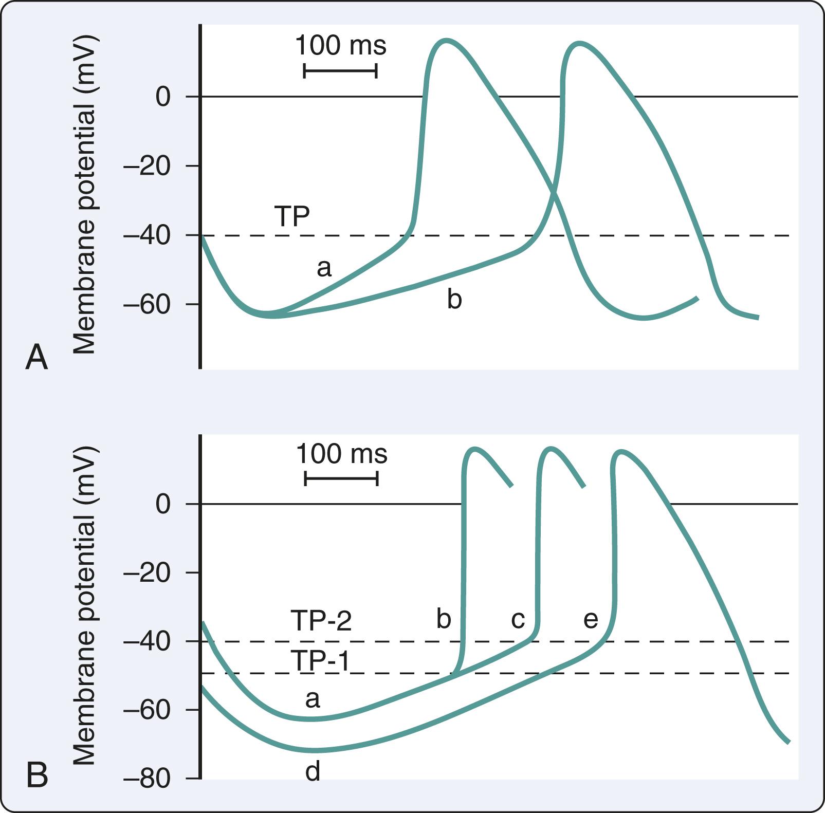 Figure 24.2, The transmembrane potential and heart rate. (A) Transmembrane potential of the sinus node. A decrease in the slope of phase 4 or diastolic depolarization (a–b) increases the time to reach the threshold potential (TP) , slowing the heart rate. (B) Heart rate slowing occurs in changing from TP-1 to TP-2 , and a longer interval is needed to reach the TP (b–c) . Increasing maximal diastolic potential (a–d) also slows the heart rate by increasing the time to reach the TP (b–c) .