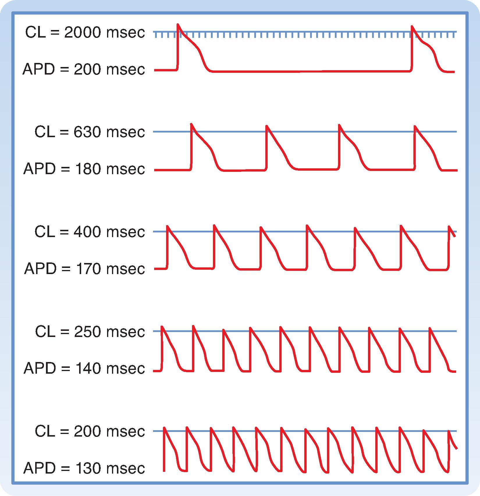 Fig. 16.14, Effect of changes in cycle length ( CL ) on the action potential duration ( APD ) of Purkinje fibers.