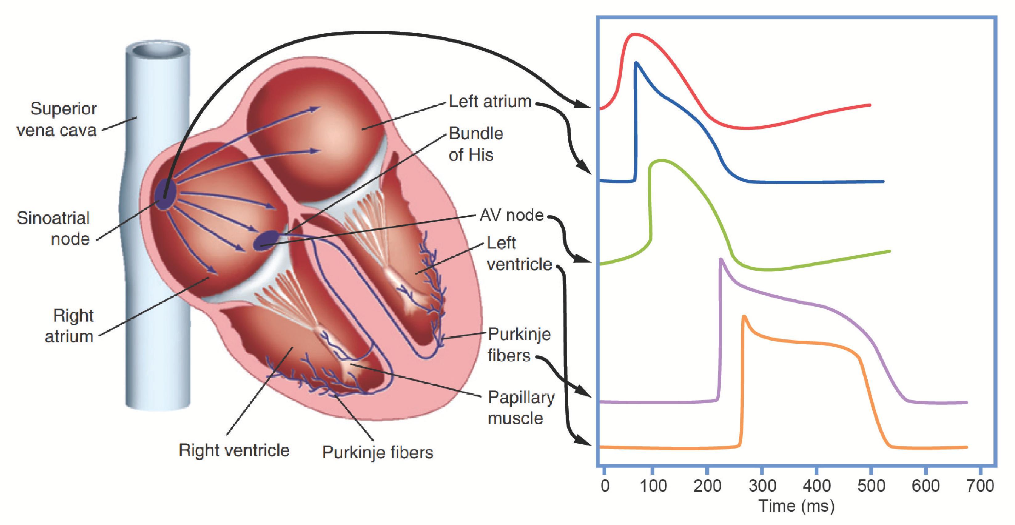 Fig. 16.15, Conduction of electrical activity throughout the heart. Note the change in shape of the action potential as the impulse travels from the sinoatrial node through the atria, atrioventricular node, Purkinje fibers, and ventricular myocardium. See text for details.