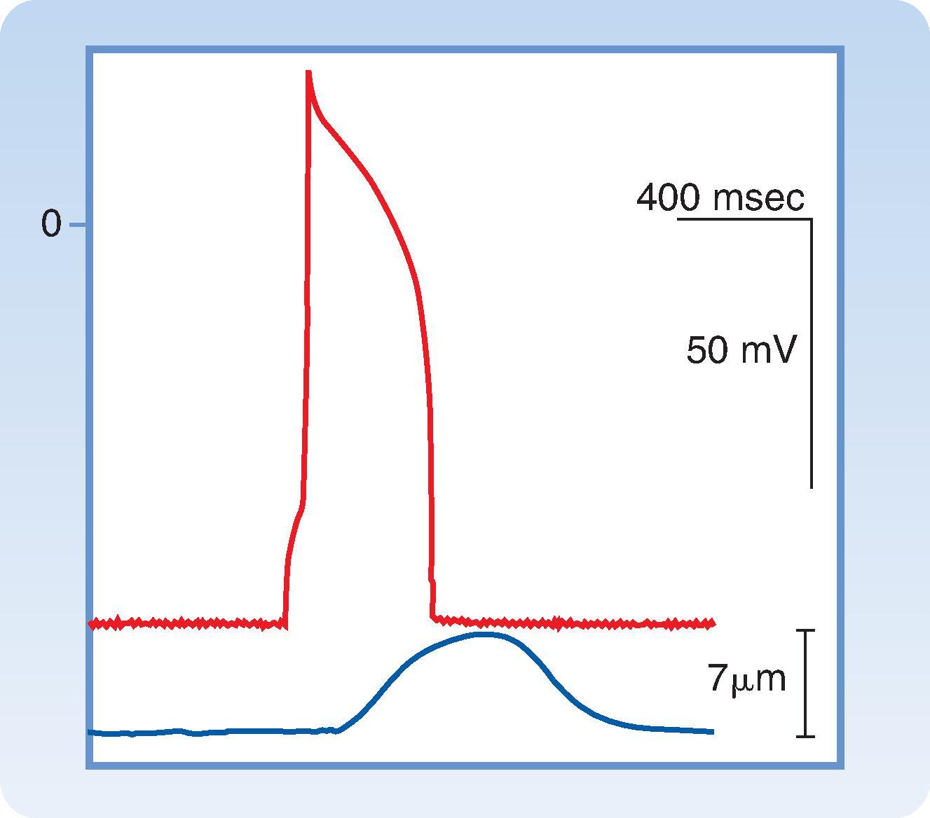 Fig. 16.2, Temporal relationship between the changes in transmembrane potential (top trace) and cell shortening (bottom trace) in a single ventricular myocyte. The value of 0 mV membrane potential is indicated by “0.”