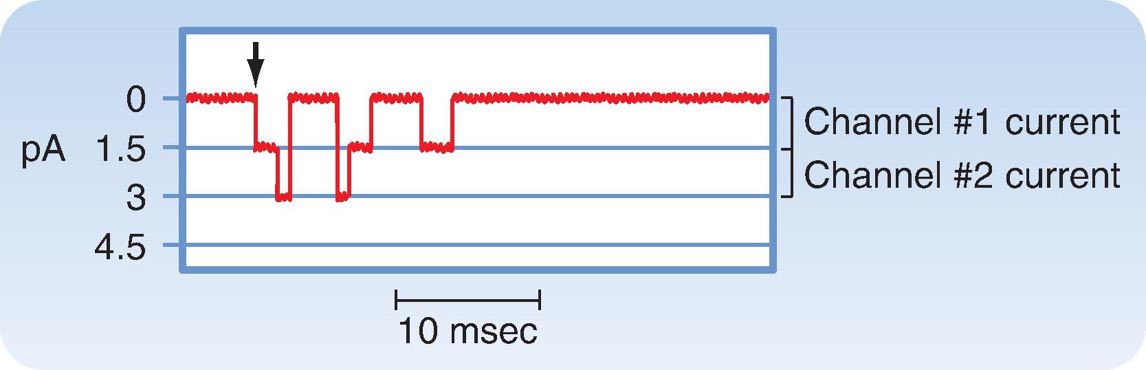 Fig. 16.5, Current (in picoamperes [pA]) through two individual Na + channels recorded in a cardiac myocyte using the patch clamp technique. Membrane voltage was held at −85 mV and then abruptly changed to −45 mV (at the time indicated by the arrow ), where it was held for the remainder of the recording.