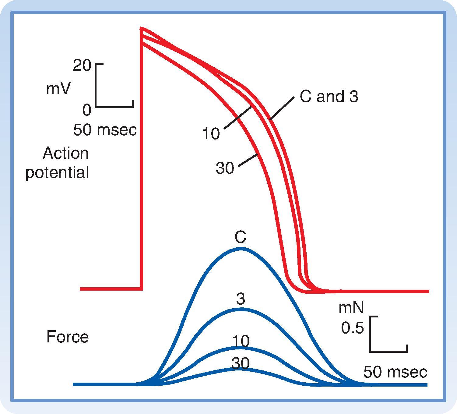 Fig. 16.8, Effects of diltiazem, a calcium channel antagonist, on the action potentials (in millivolts [mV]) and isometric contractile forces (in millinewtons [mN]) recorded from a papillary muscle in vitro. The tracings were recorded under control conditions (C) and in the presence of diltiazem at concentrations of 3, 10, and 30 µmol/L.