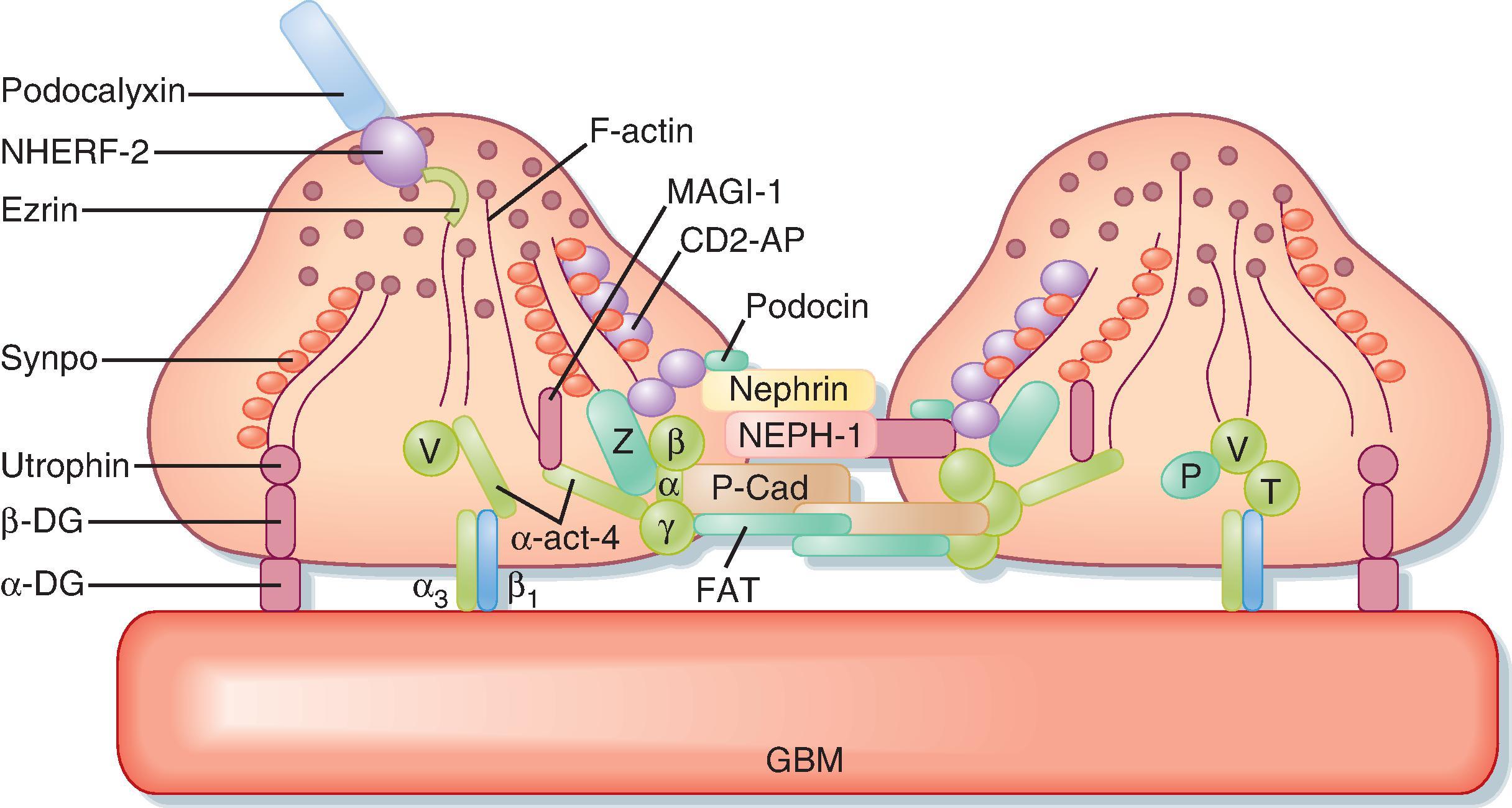 Fig. 33.10, Anatomy of podocyte foot processes. This figure illustrates the proteins that make up the slit diaphragm between two adjacent foot processes. Nephrin and NEPH1 are membrane-spanning proteins that have large extracellular domains that interact. Podocin, also a membrane-spanning protein, organizes nephrin and NEPH1 in specific microdomains in the plasma membrane, which is important for signaling events that determine the structural integrity of podocyte foot processes. Many of the proteins that compose the slit diaphragm interact with adapter proteins inside the cell, including CD2-AP. The adapter proteins bind to the filamentous actin (F-actin) cytoskeleton, which in turn binds either directly or indirectly to proteins such as α 3 β 1 and MAGI-1 that interact with proteins expressed by the glomerular basement membrane (GBM) . α-act-4, α-Actinin 4; α 3 β 1 , α 3 β 1 integrin; α-DG, α-dystroglycan; CD2-AP, an adapter protein that links nephrin and podocin to intracellular proteins; FAT, a protocadherin that organizes actin polymerization; MAGI-1, a membrane-associated guanylate kinase protein; NHERF-2, Na + -H + exchanger regulatory factor 2; P, paxillin; P-Cad, P-cadherin; Synpo, synaptopodin; T, talin; V, vinculin; Z, zona occludens.