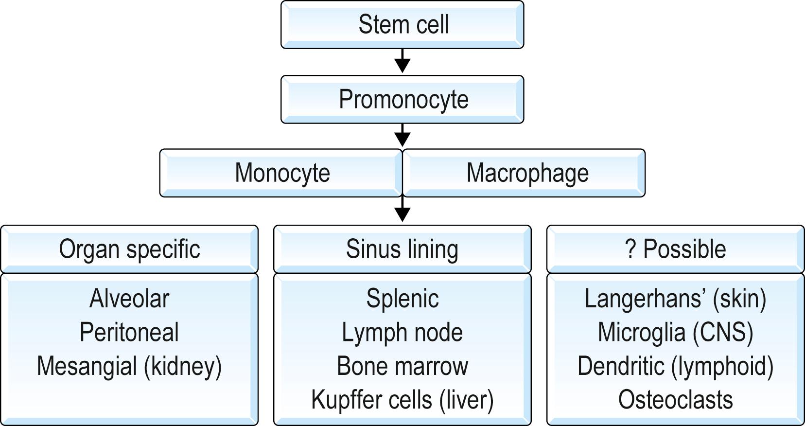 Fig. 1.1, Macrophage differentiation.