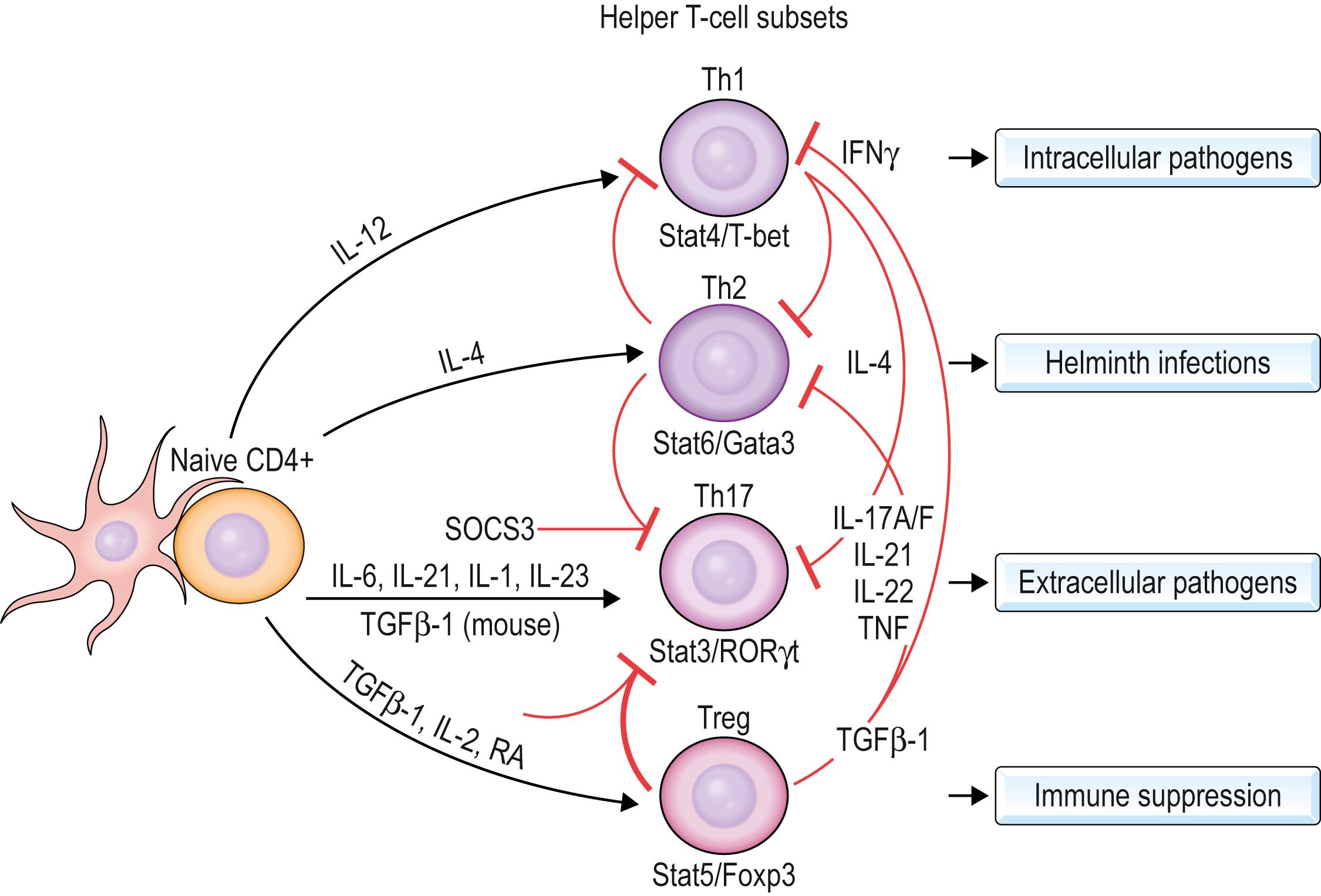 Fig. 1.3, Helper T-cell subsets now recognized.