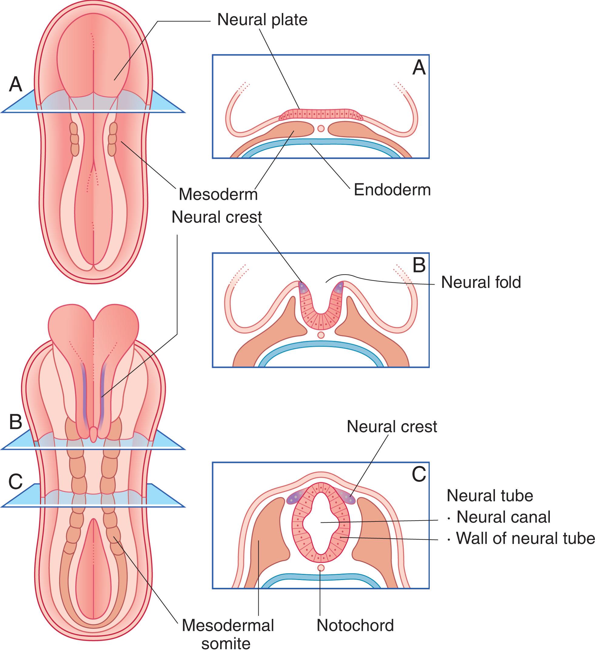 Fig. 1.1, (A) Cross-sections from a three-somite (20-day) embryo. (B and C) Cross-sections from an eight-somite (22-day) embryo.