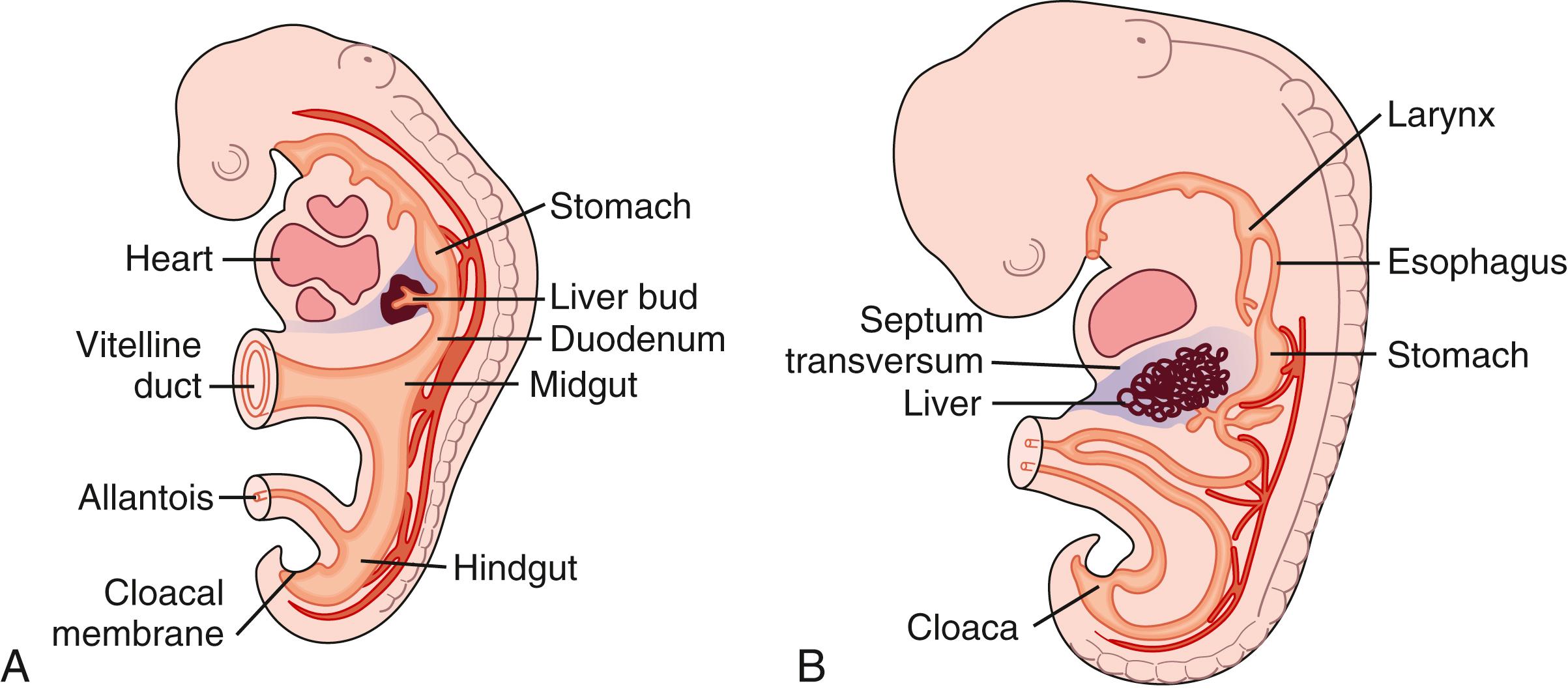 Fig. 71.1, Embryology of the liver. A, At the 3-mm embryo stage, the liver bud forms in response to signals from the developing heart. B, At the 5-mm stage, the hepatoblasts penetrate the septum transversum.