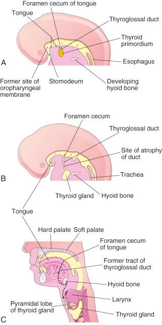 Fig. 26-1, Development of the thyroid gland.