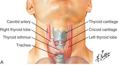Fig. 26-2, Anatomy of the thyroid gland.