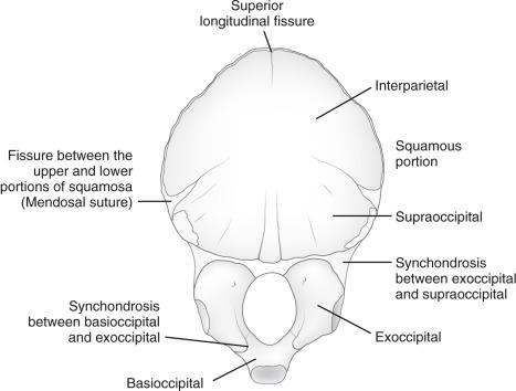 e-Figure 18.5, Occipital bone at birth, internal surface.