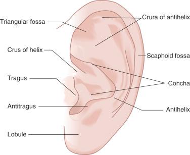 Fig. 22-1, Anatomy of the external ear.