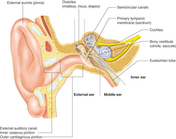 Fig. 22-2, Anatomy of the middle ear and temporal bone.