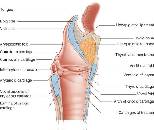 Fig. 14-1, Anatomic borders of the larynx.