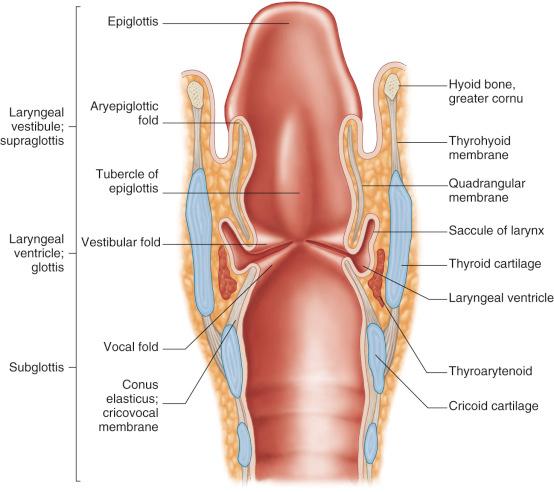 Fig. 14-2, Anatomic compartments of the larynx.