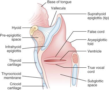Fig. 14-3, Sagittal section of larynx.